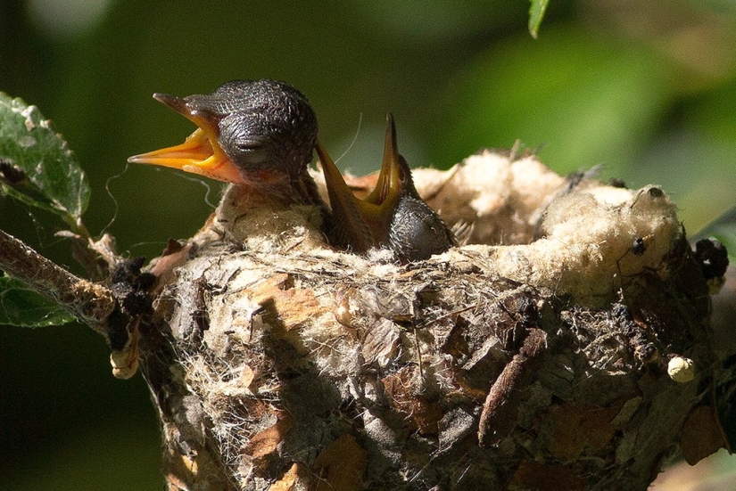 From an empty branch to teenagers in 6 weeks. Chronicle of the Nest of the Hummingbird Calyptus Anna