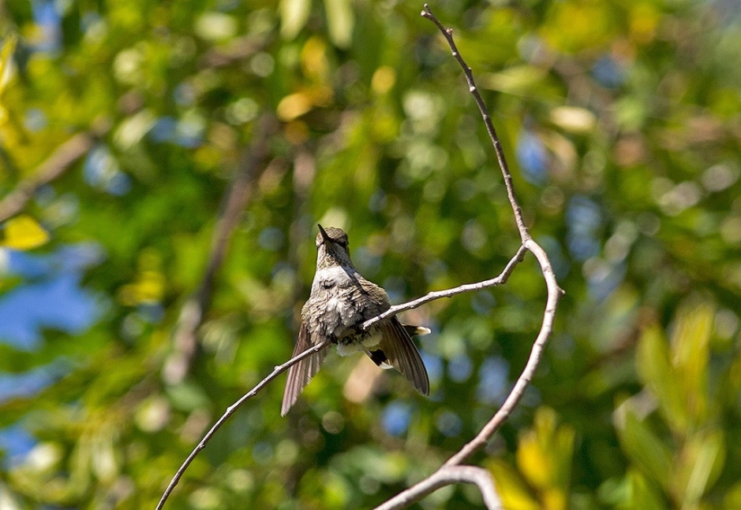 From an empty branch to teenagers in 6 weeks. Chronicle of the Nest of the Hummingbird Calyptus Anna