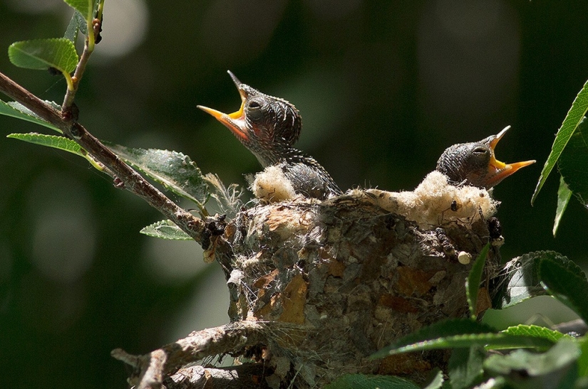 From an empty branch to teenagers in 6 weeks. Chronicle of the Nest of the Hummingbird Calyptus Anna