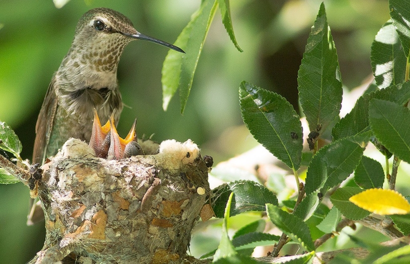 From an empty branch to teenagers in 6 weeks. Chronicle of the Nest of the Hummingbird Calyptus Anna