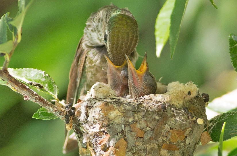 From an empty branch to teenagers in 6 weeks. Chronicle of the Nest of the Hummingbird Calyptus Anna