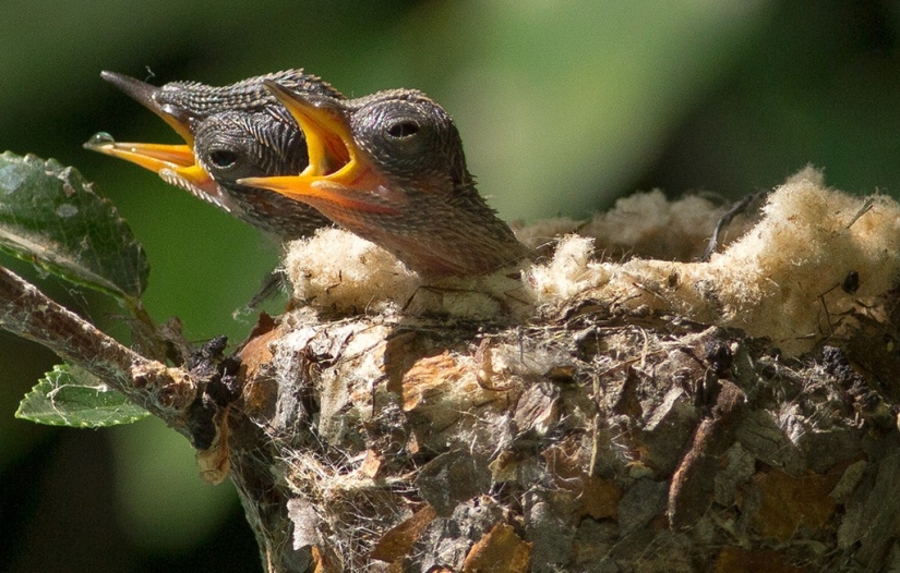 From an empty branch to teenagers in 6 weeks. Chronicle of the Nest of the Hummingbird Calyptus Anna