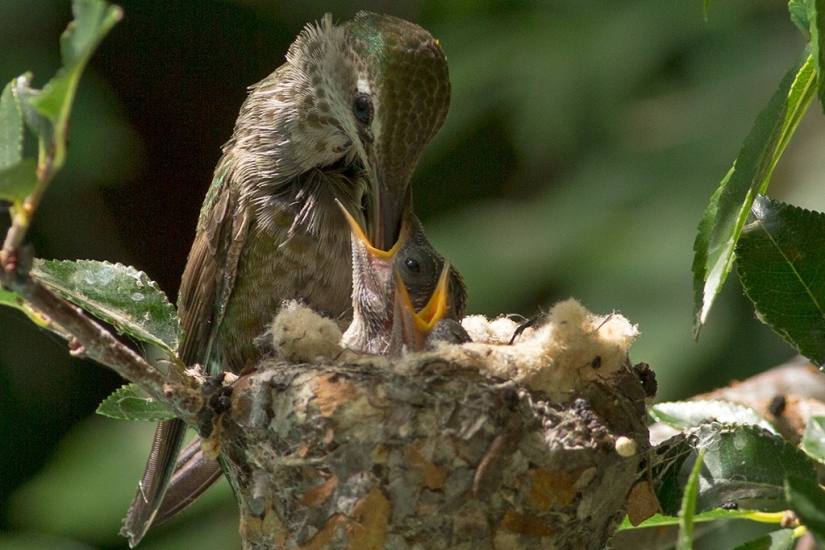 From an empty branch to teenagers in 6 weeks. Chronicle of the Nest of the Hummingbird Calyptus Anna