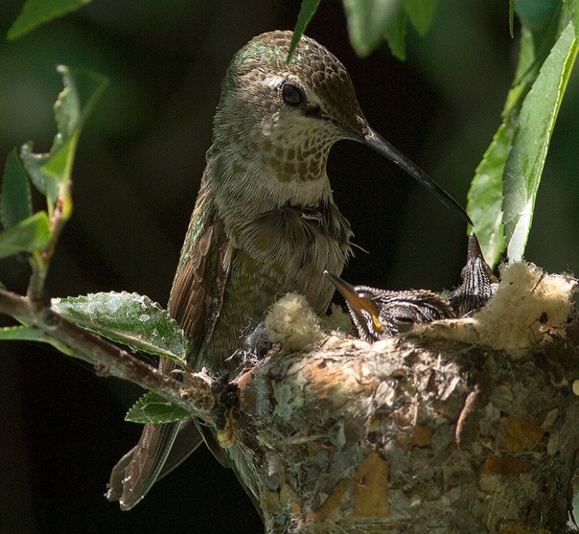 From an empty branch to teenagers in 6 weeks. Chronicle of the Nest of the Hummingbird Calyptus Anna