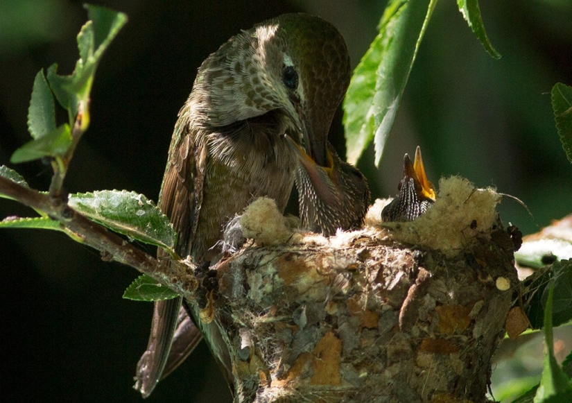 From an empty branch to teenagers in 6 weeks. Chronicle of the Nest of the Hummingbird Calyptus Anna