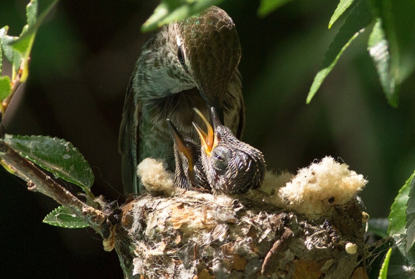 From an empty branch to teenagers in 6 weeks. Chronicle of the Nest of the Hummingbird Calyptus Anna