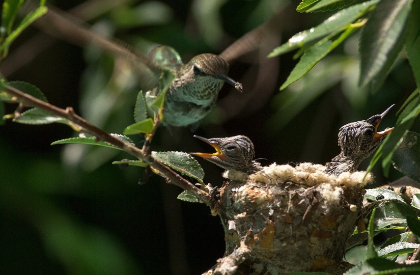 From an empty branch to teenagers in 6 weeks. Chronicle of the Nest of the Hummingbird Calyptus Anna