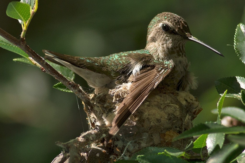 From an empty branch to teenagers in 6 weeks. Chronicle of the Nest of the Hummingbird Calyptus Anna