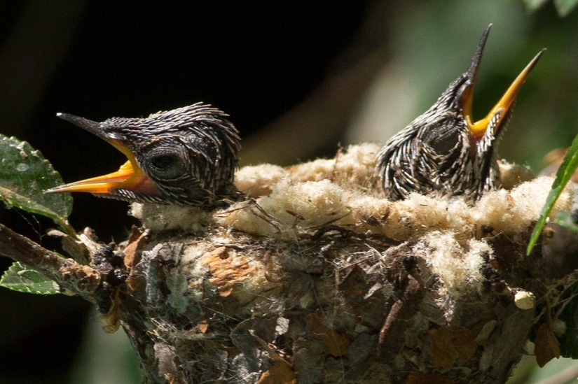 From an empty branch to teenagers in 6 weeks. Chronicle of the Nest of the Hummingbird Calyptus Anna