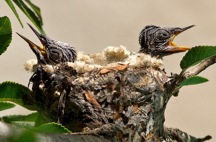 From an empty branch to teenagers in 6 weeks. Chronicle of the Nest of the Hummingbird Calyptus Anna