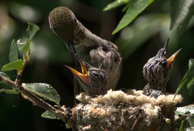 From an empty branch to teenagers in 6 weeks. Chronicle of the Nest of the Hummingbird Calyptus Anna