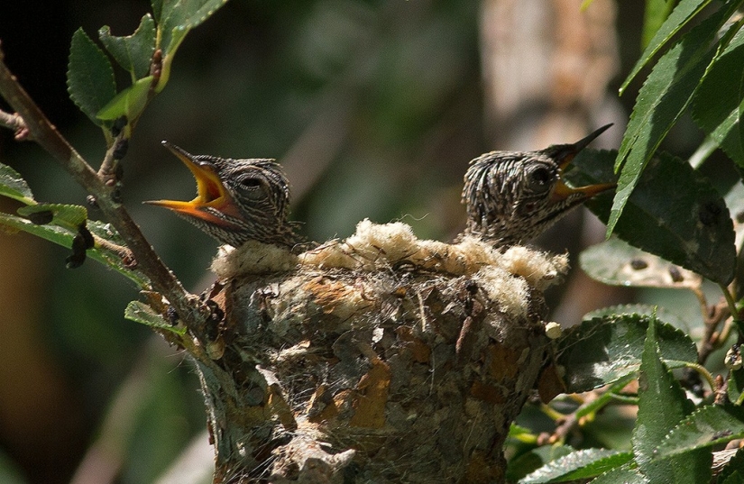 From an empty branch to teenagers in 6 weeks. Chronicle of the Nest of the Hummingbird Calyptus Anna