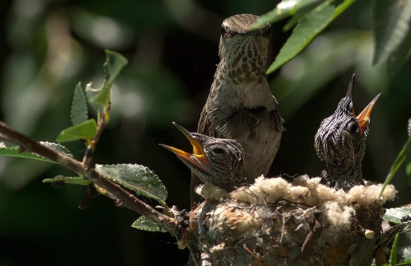 From an empty branch to teenagers in 6 weeks. Chronicle of the Nest of the Hummingbird Calyptus Anna