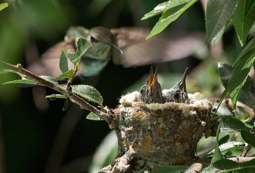 From an empty branch to teenagers in 6 weeks. Chronicle of the Nest of the Hummingbird Calyptus Anna