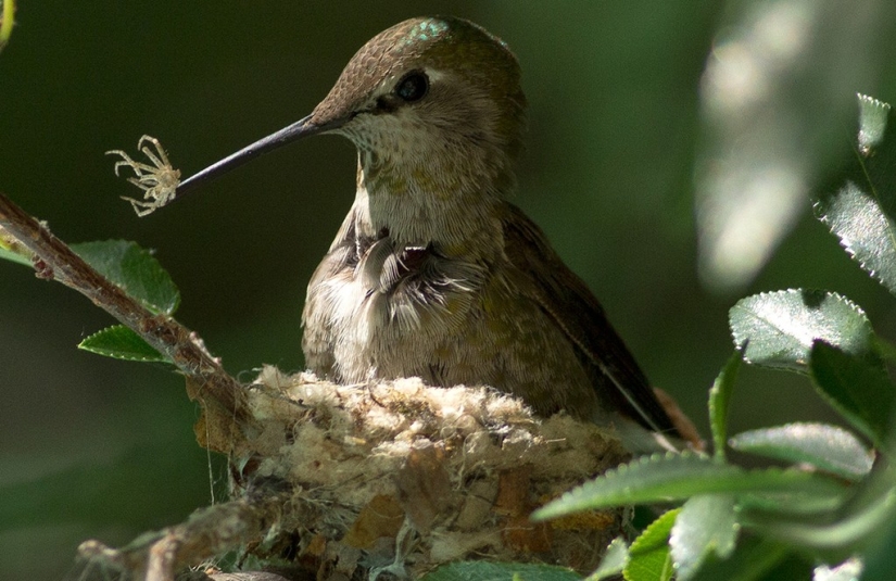 From an empty branch to teenagers in 6 weeks. Chronicle of the Nest of the Hummingbird Calyptus Anna