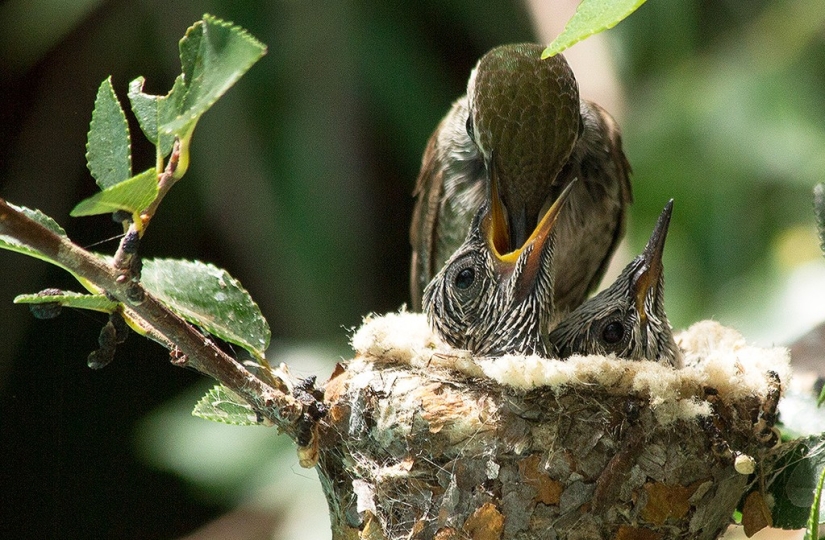 From an empty branch to teenagers in 6 weeks. Chronicle of the Nest of the Hummingbird Calyptus Anna