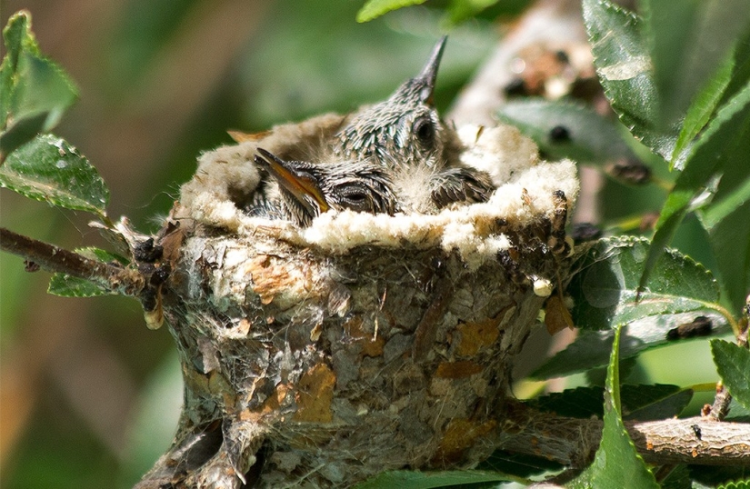 From an empty branch to teenagers in 6 weeks. Chronicle of the Nest of the Hummingbird Calyptus Anna