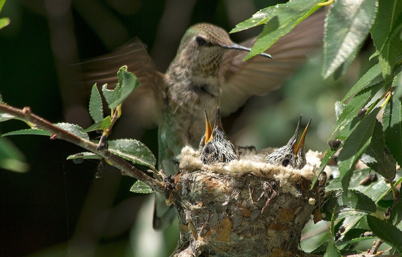 From an empty branch to teenagers in 6 weeks. Chronicle of the Nest of the Hummingbird Calyptus Anna