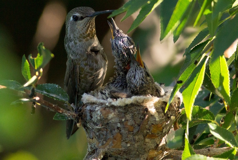 From an empty branch to teenagers in 6 weeks. Chronicle of the Nest of the Hummingbird Calyptus Anna