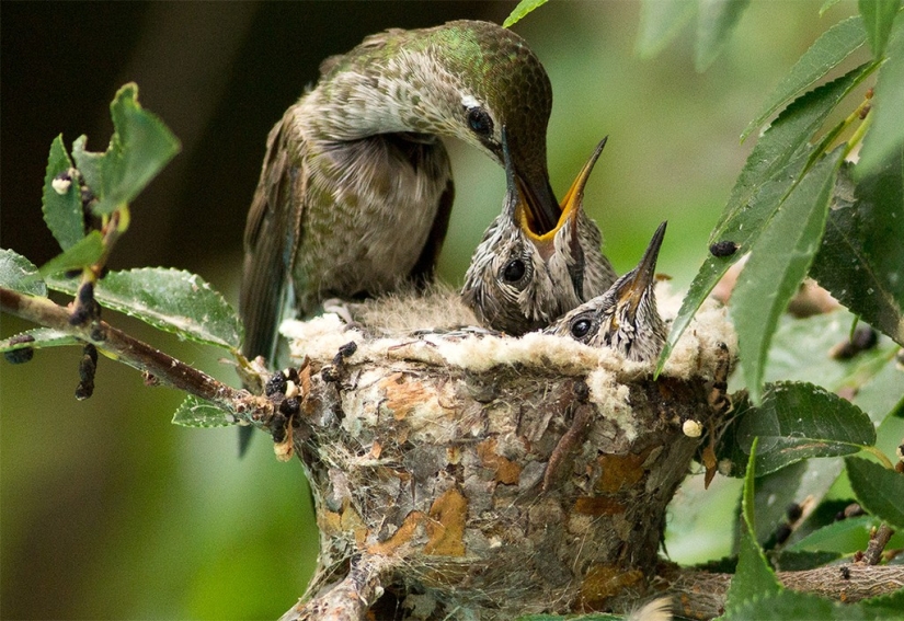 From an empty branch to teenagers in 6 weeks. Chronicle of the Nest of the Hummingbird Calyptus Anna