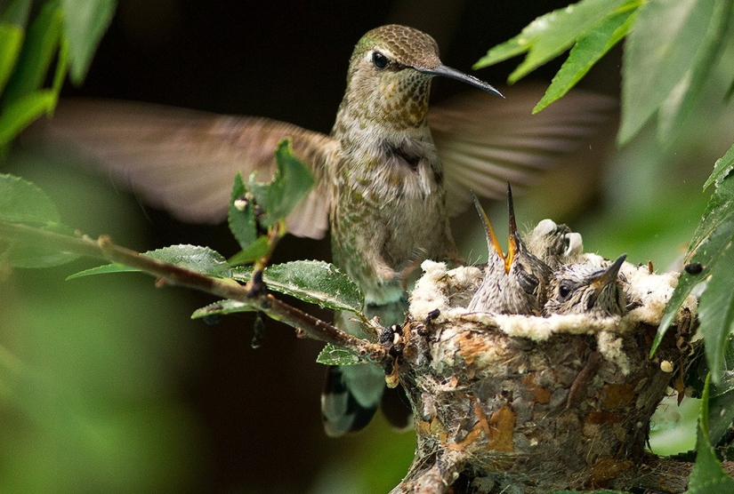 From an empty branch to teenagers in 6 weeks. Chronicle of the Nest of the Hummingbird Calyptus Anna