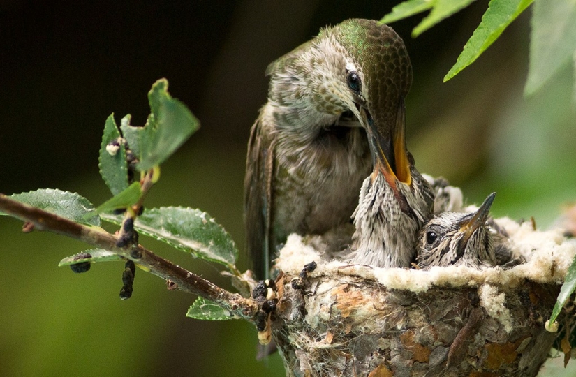 From an empty branch to teenagers in 6 weeks. Chronicle of the Nest of the Hummingbird Calyptus Anna