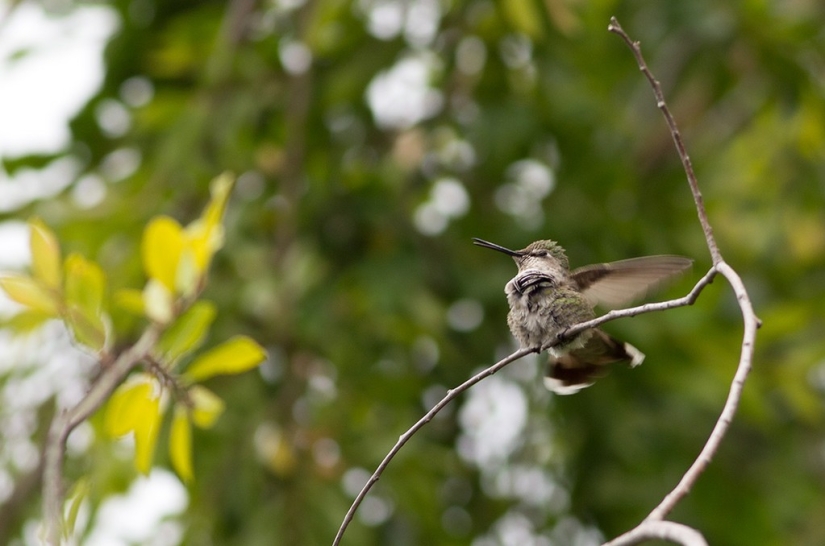 From an empty branch to teenagers in 6 weeks. Chronicle of the Nest of the Hummingbird Calyptus Anna