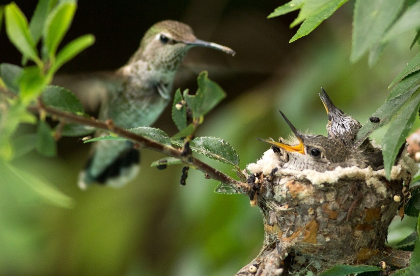 From an empty branch to teenagers in 6 weeks. Chronicle of the Nest of the Hummingbird Calyptus Anna