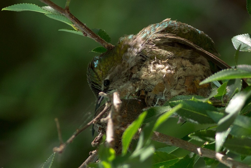 From an empty branch to teenagers in 6 weeks. Chronicle of the Nest of the Hummingbird Calyptus Anna