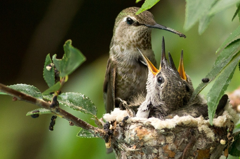 From an empty branch to teenagers in 6 weeks. Chronicle of the Nest of the Hummingbird Calyptus Anna