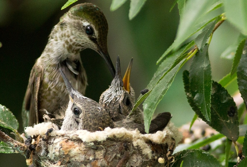 From an empty branch to teenagers in 6 weeks. Chronicle of the Nest of the Hummingbird Calyptus Anna