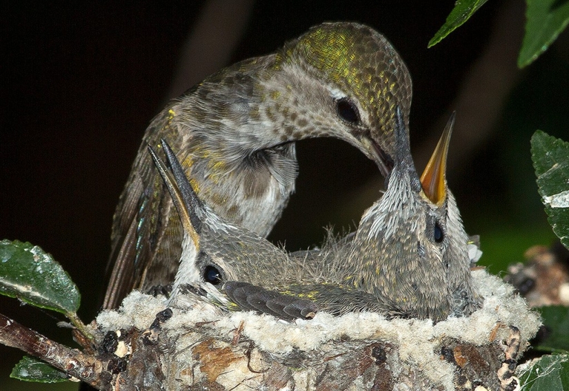 From an empty branch to teenagers in 6 weeks. Chronicle of the Nest of the Hummingbird Calyptus Anna