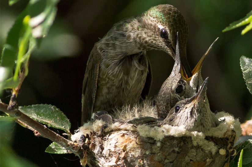 From an empty branch to teenagers in 6 weeks. Chronicle of the Nest of the Hummingbird Calyptus Anna