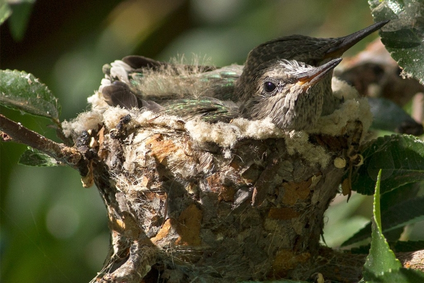 From an empty branch to teenagers in 6 weeks. Chronicle of the Nest of the Hummingbird Calyptus Anna