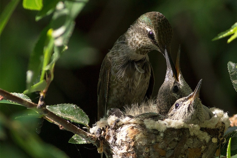 From an empty branch to teenagers in 6 weeks. Chronicle of the Nest of the Hummingbird Calyptus Anna