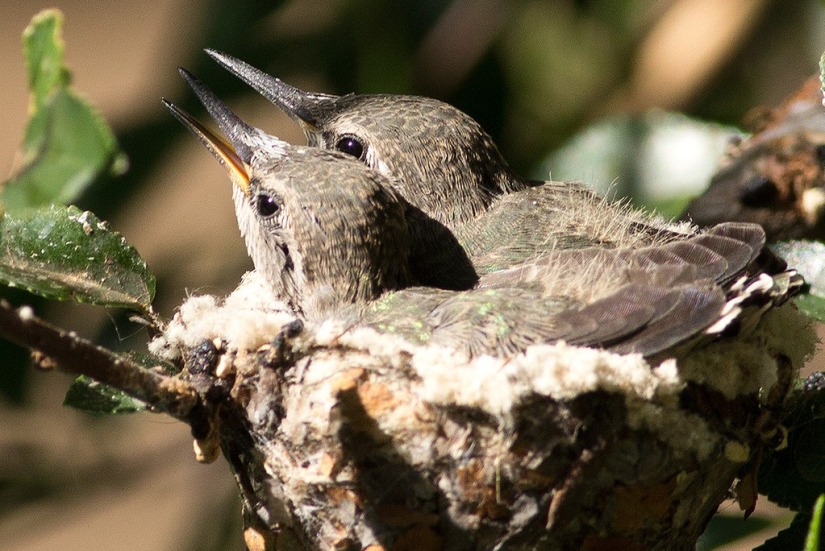 From an empty branch to teenagers in 6 weeks. Chronicle of the Nest of the Hummingbird Calyptus Anna