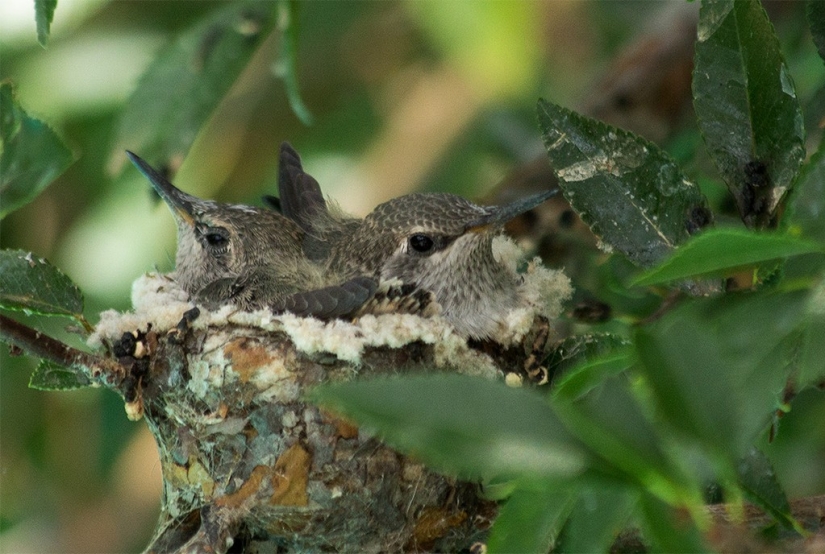 From an empty branch to teenagers in 6 weeks. Chronicle of the Nest of the Hummingbird Calyptus Anna