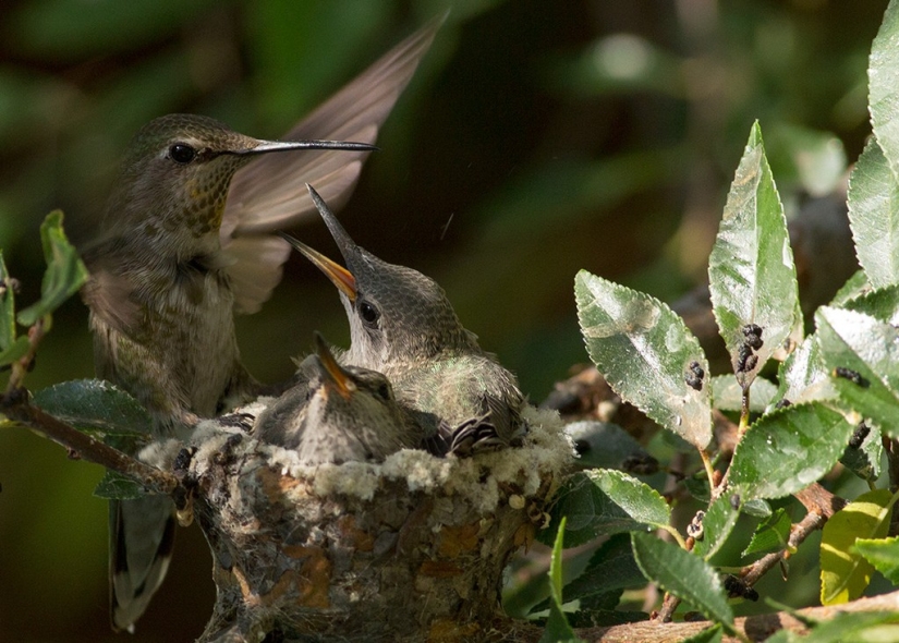 From an empty branch to teenagers in 6 weeks. Chronicle of the Nest of the Hummingbird Calyptus Anna