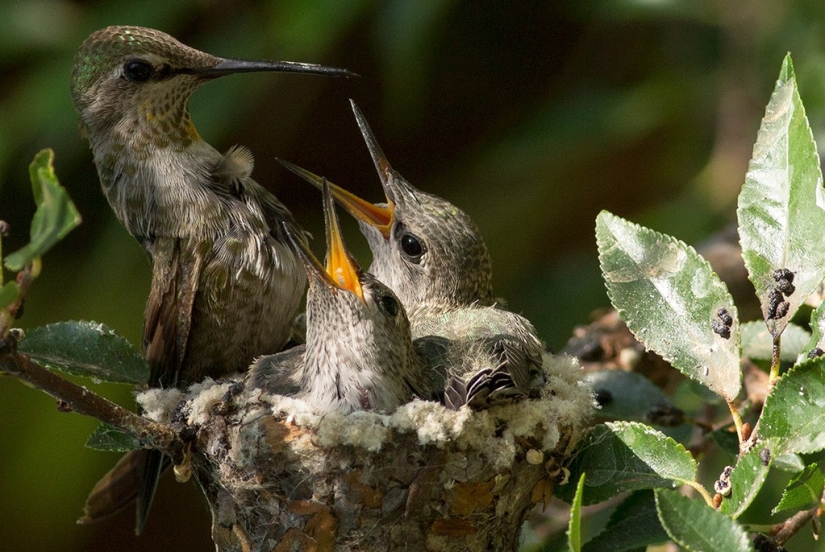 From an empty branch to teenagers in 6 weeks. Chronicle of the Nest of the Hummingbird Calyptus Anna