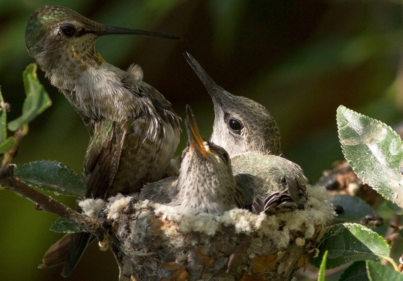 From an empty branch to teenagers in 6 weeks. Chronicle of the Nest of the Hummingbird Calyptus Anna