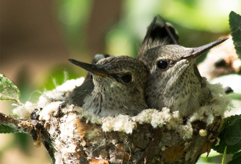 From an empty branch to teenagers in 6 weeks. Chronicle of the Nest of the Hummingbird Calyptus Anna