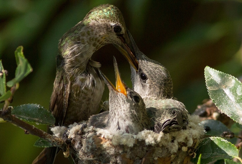 From an empty branch to teenagers in 6 weeks. Chronicle of the Nest of the Hummingbird Calyptus Anna