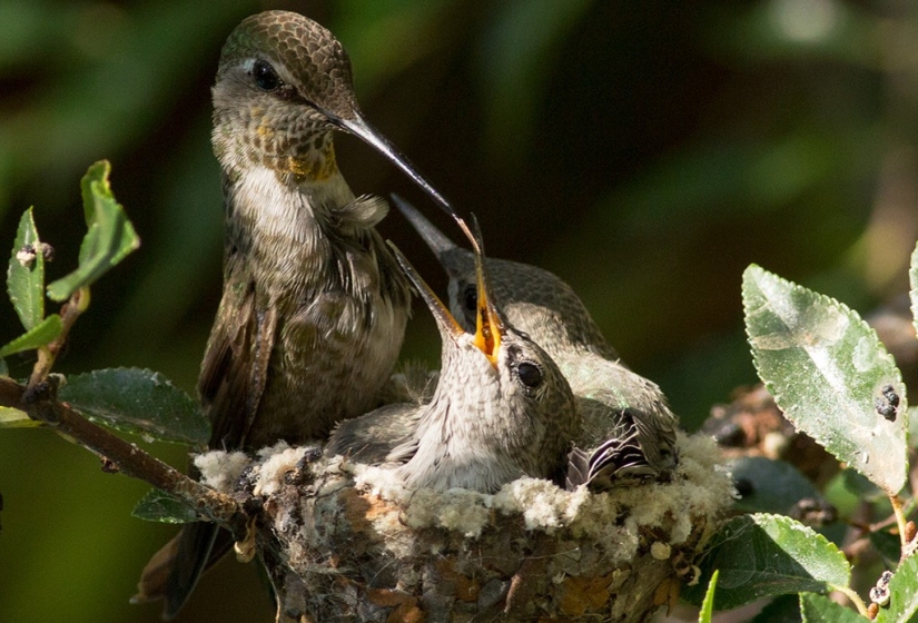 From an empty branch to teenagers in 6 weeks. Chronicle of the Nest of the Hummingbird Calyptus Anna