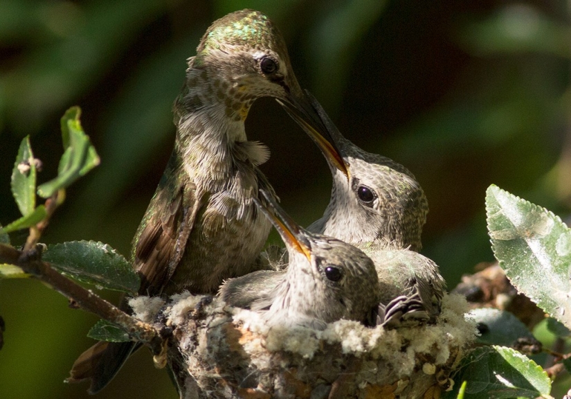 From an empty branch to teenagers in 6 weeks. Chronicle of the Nest of the Hummingbird Calyptus Anna