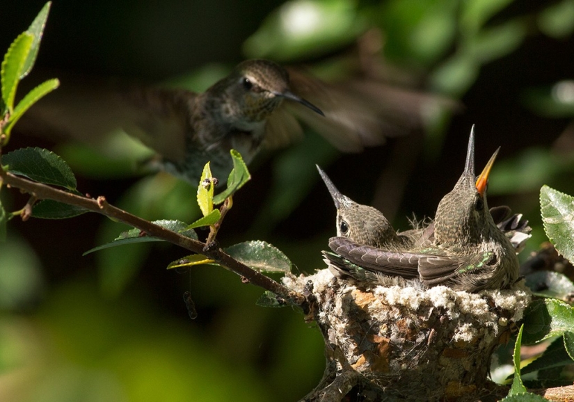 From an empty branch to teenagers in 6 weeks. Chronicle of the Nest of the Hummingbird Calyptus Anna