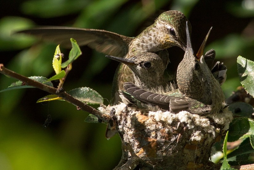 From an empty branch to teenagers in 6 weeks. Chronicle of the Nest of the Hummingbird Calyptus Anna