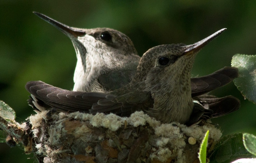 From an empty branch to teenagers in 6 weeks. Chronicle of the Nest of the Hummingbird Calyptus Anna