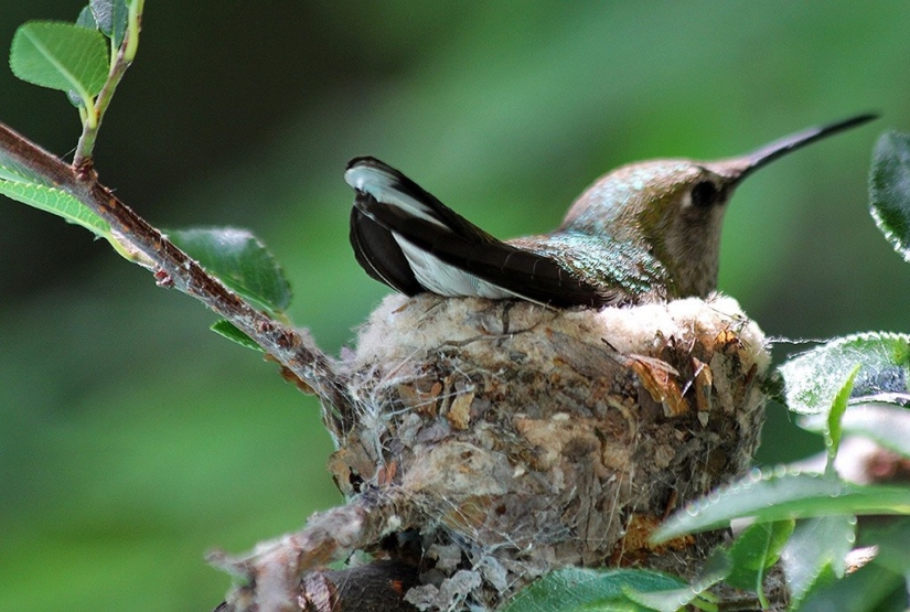 From an empty branch to teenagers in 6 weeks. Chronicle of the Nest of the Hummingbird Calyptus Anna