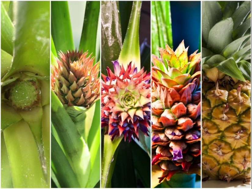 From flower to berries: how is the life cycle of plants