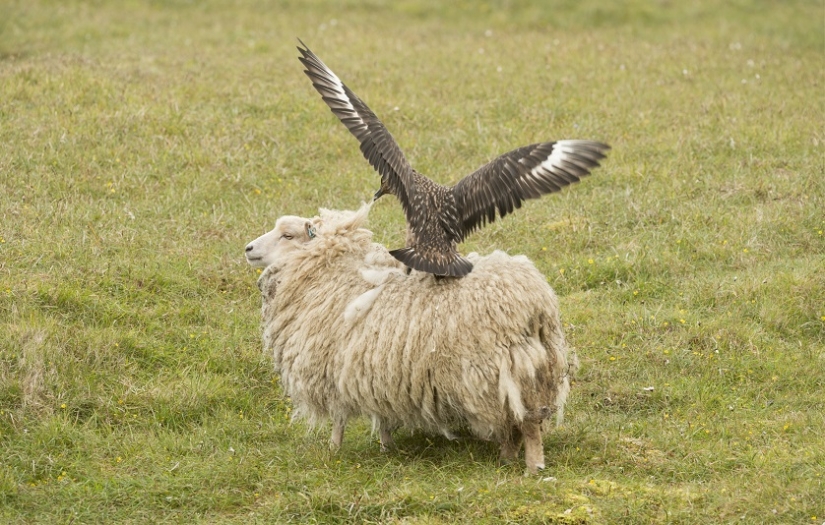 &quot;¡Fuera!&quot;: gran págalo protege a los polluelos de las ovejas